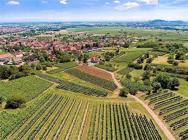 vignes alsace vue par drone